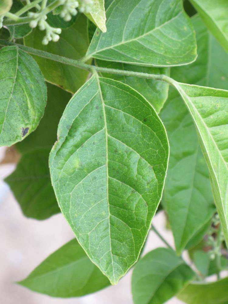            Unifoliolate leaf of  Clausena harmandiana           (Riverside, CA)   